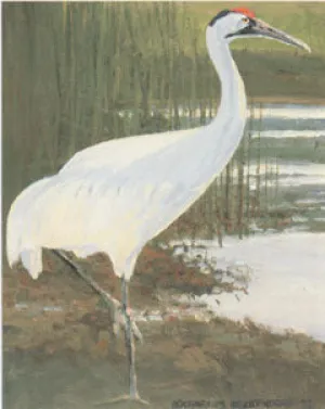 V-46  Whooping Crane